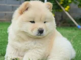 Harika Surat Çin Aslanı Chow Chow Erkek Dişi Yavrularımız