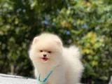 Tüy Yumaği Bi̇r Ayiciğa Sahi̇p Olmak İstermi̇si̇ni̇z