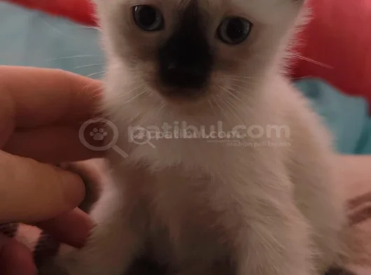 Wc Egi̇ti̇mli̇ Si̇yam Yavrular  görsel