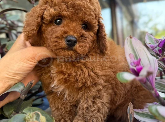Toy Poodle Ev Ortamindan görsel