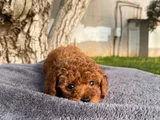 üst  düzey kore kan toy poodle yavrularım