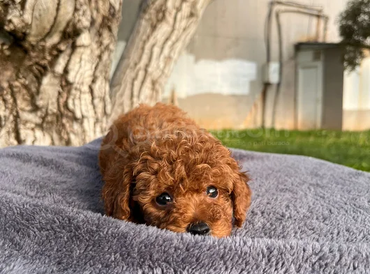 Üst  Düzey Kore Kan Toy Poodle Yavrularım