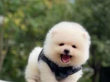 Ayi Surat Teacup Pomerani̇an Boo Yavrularimiz