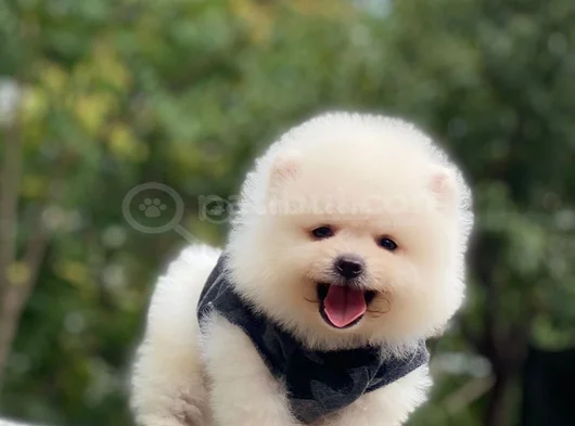 Ayi Surat Teacup Pomerani̇an Boo Yavrularimiz görsel