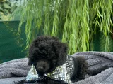 A Kali̇te Toy Poodle Yavrularim