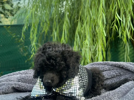 A Kali̇te Toy Poodle Yavrularim görsel
