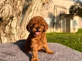 Üst  Düzey Kore Kan Toy Poodle Yavrularım