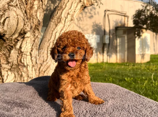 Üst  Düzey Kore Kan Toy Poodle Yavrularım görsel