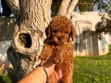 Üst  Düzey Kore Kan Toy Poodle Yavrularım
