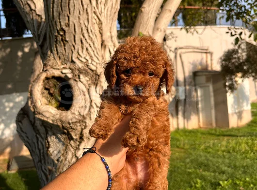 Üst  Düzey Kore Kan Toy Poodle Yavrularım görsel