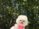 Ayi Surat Teacup Pomerani̇an Boo Yavrularimiz