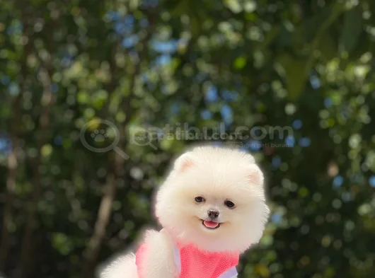 Ayi Surat Teacup Pomerani̇an Boo Yavrularimiz görsel