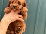 Mini Boy Kırmızı Maltipoo Yavrularım