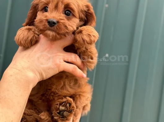 Mini Boy Kırmızı Maltipoo Yavrularım görsel