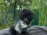 A KALİTE TOY POODLE YAVRULARIM