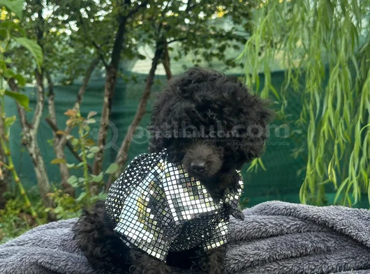 A Kali̇te Toy Poodle Yavrularim