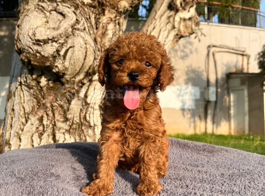 Üst  Düzey Kore Kan Toy Poodle Yavrularım görsel