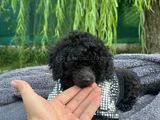 A Kali̇te Toy Poodle Yavrularim