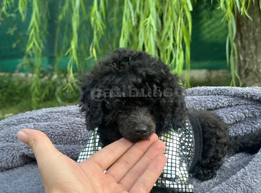 A Kali̇te Toy Poodle Yavrularim görsel