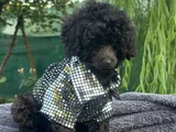 A Kali̇te Toy Poodle Yavrularim