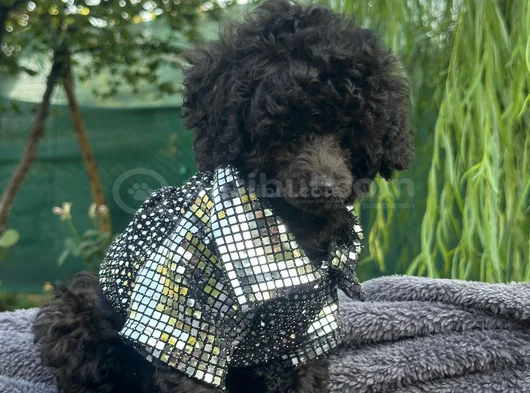A Kali̇te Toy Poodle Yavrularim görsel