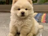 Harika Surat Çin Aslanı Chow Chow Erkek Dişi Yavrularımız