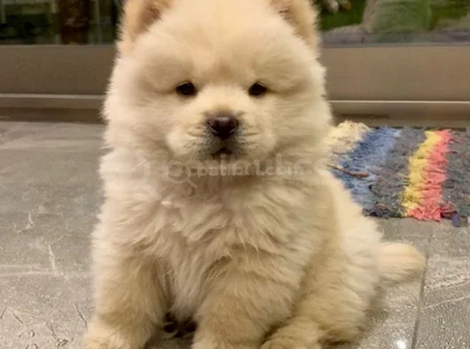 Harika Surat Çin Aslanı Chow Chow Erkek Dişi Yavrularımız görsel