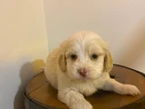 Topaç Gibi Maltipoo Bebeğimiz