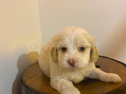 Topaç Gibi Maltipoo Bebeğimiz görsel