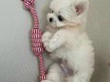 Mini Boy Maltese Terrier