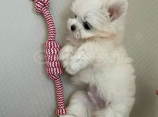 Mini Boy Maltese Terrier görsel