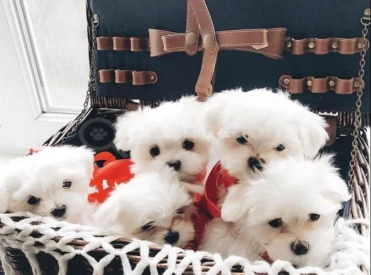 Mini Boy Maltese Terrier görsel
