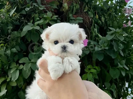 Mini Boy Maltese Terrier