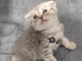 Sevimli Minnoşlarım Teslime Hazır