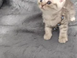 Sevimli Minnoşlarım Teslime Hazır