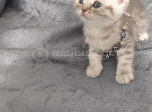 Sevimli Minnoşlarım Teslime Hazır görsel