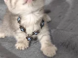 Sevimli minnoşlarım teslime hazır
