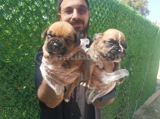 A Kalite Boxer Yavrularımız görsel