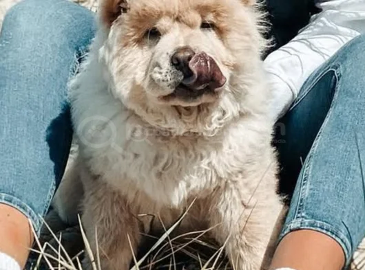 Harika Surat Çin Aslanı Chow Chow Erkek Dişi Yavrularımız görsel