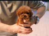 Tea Cup Kore Red Brown Toy Poodle Yavrularimiz