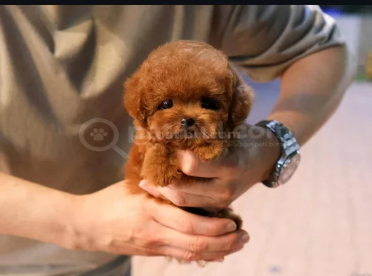 Tea Cup Kore Red Brown Toy Poodle Yavrularimiz görsel