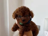 TEA CUP KORE RED BROWN TOY POODLE YAVRULARIMIZ