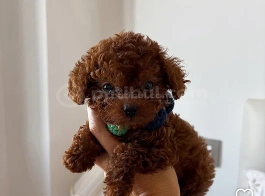 Tea Cup Kore Red Brown Toy Poodle Yavrularimiz