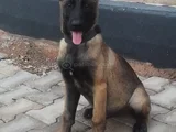 Belçi̇ka Mali̇ Yavrularimiz Hazir