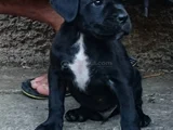 Safkan Cane Corso Blue Siyah Yavrular