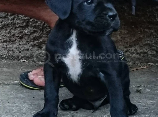 Safkan Cane Corso Blue Siyah Yavrular