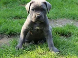 Safkan Cane Corso Blue Siyah Yavrular