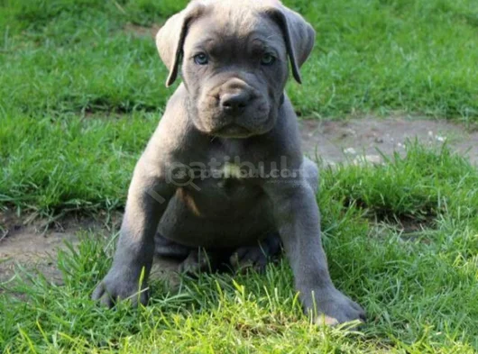 Safkan Cane Corso Blue Siyah Yavrular görsel