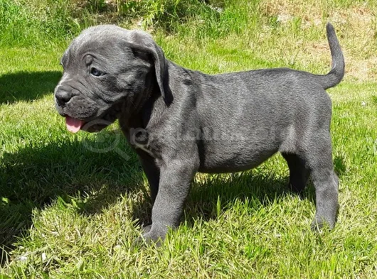 Safkan Cane Corso Blue Siyah Yavrular görsel