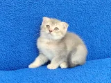 SCOTTİSH FOLD PONÇİK TESLİME HAZIRDIR